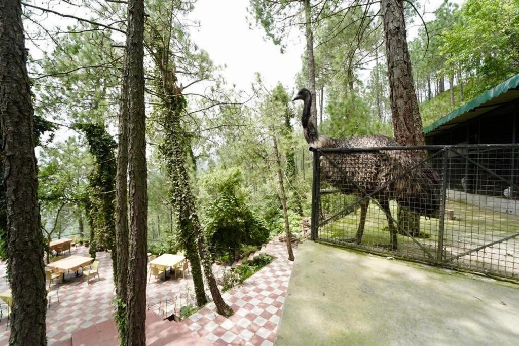 Nature View Resort !! A Four Star Lavish & Luxury Resort Chail Exterior foto